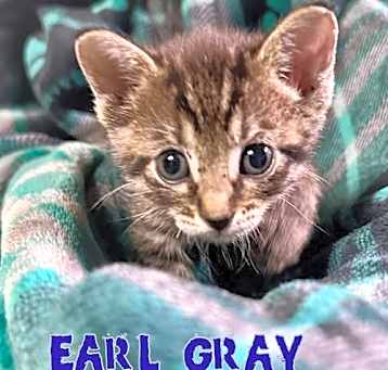 Photo of Earl Gray