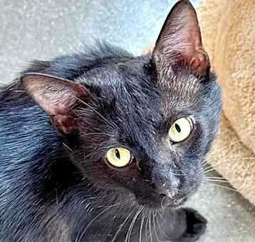 Photo of Domino