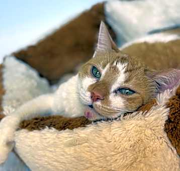 Photo of Swiper