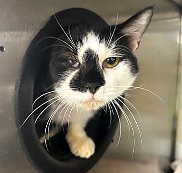 Photo of Oreo