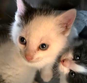 Photo of Virgo