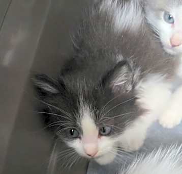Photo of Gemini