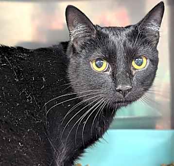 Photo of Midnight