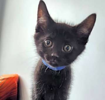 Photo of Daffodil 