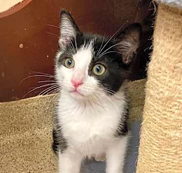 Photo of Kitten Musubi
