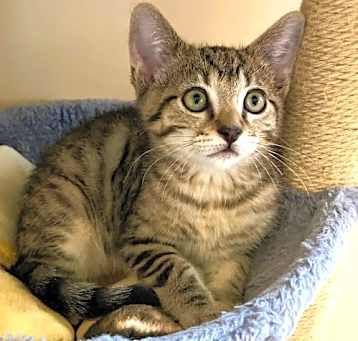 Photo of Kitten Mochi