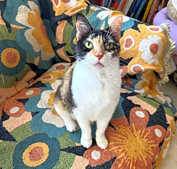 Photo of Chirp
