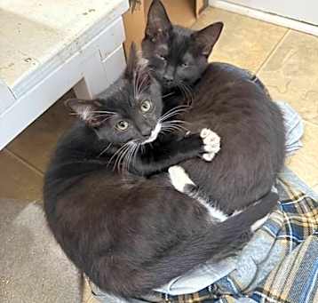 Photo of Tulip Bonded To Violet