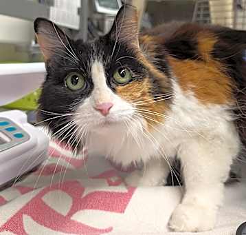 Photo of WILLOW
