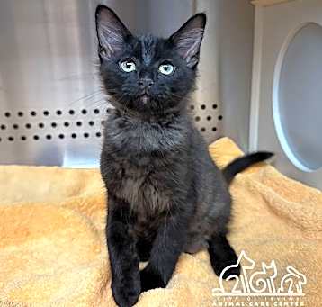 Photo of FLIK