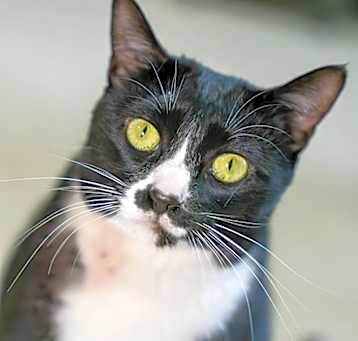 Photo of Luna