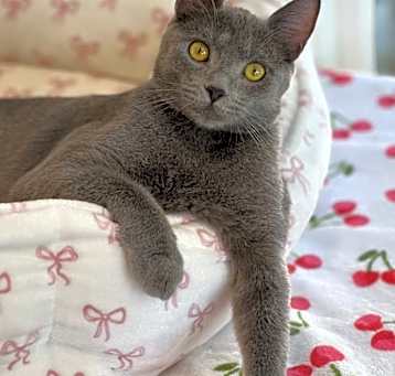 Photo of Gigi