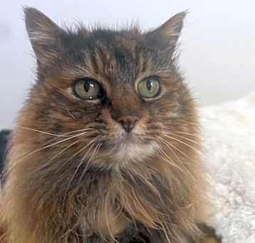 Photo of Queen