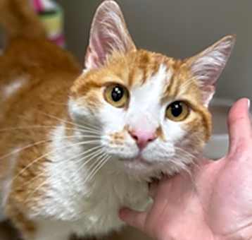 Photo of GINGER