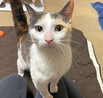 Photo of ZELDA