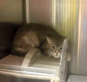 Photo of Barn Cat Misty