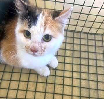 Photo of Barn Cat Bird