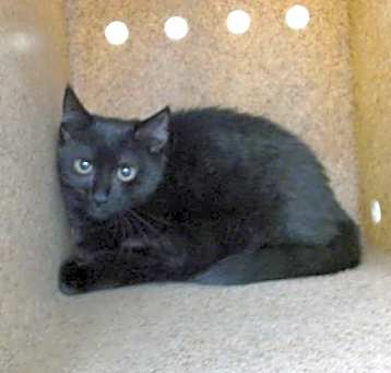 Photo of SWEETIE