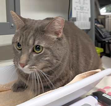 Photo of TOPPER