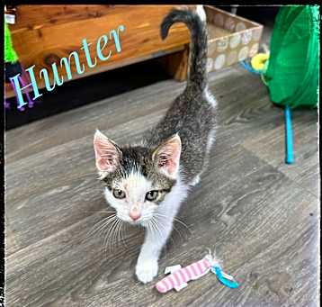 Photo of Hunter
