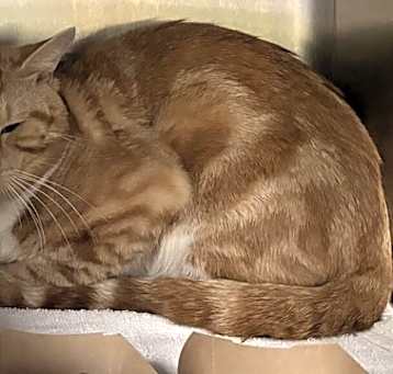 Photo of Tangerine