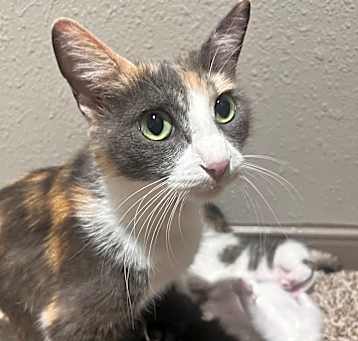 Photo of Basil