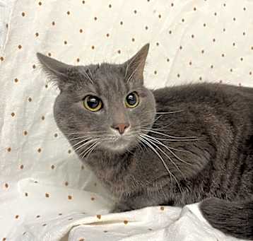 Photo of Houdini