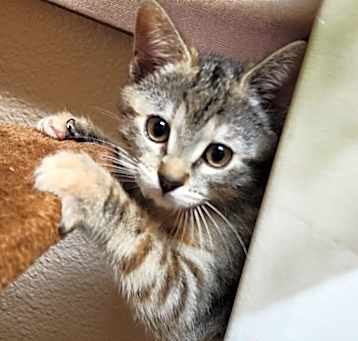 Photo of Ellie C000-147-*Available 5/7* Chino Hills Location