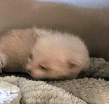 Photo of BAS-Stray-133804