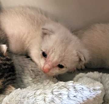 Photo of BAS-Stray-133804_2