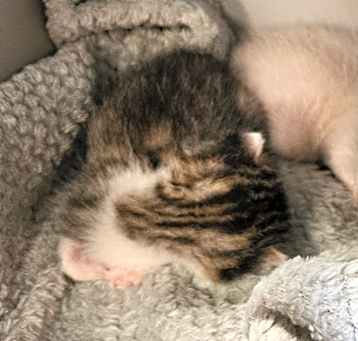 Photo of BAS-Stray-133804_2_3