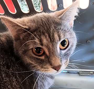 Photo of Mochi