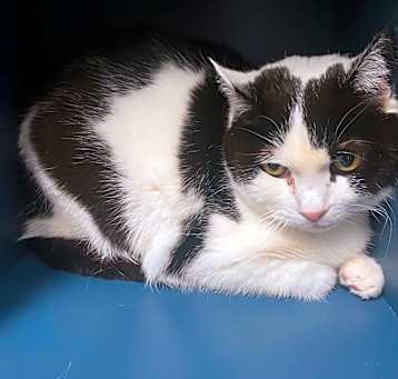 Photo of Domino