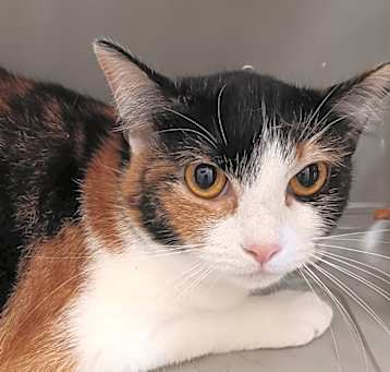 Photo of Miso