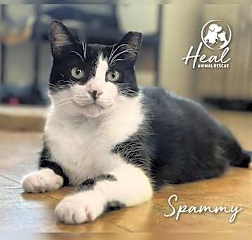 Photo of Spammy