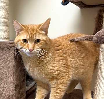 Photo of Kitten (the Cat)