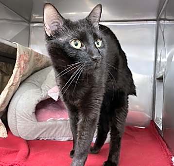 Photo of Panther