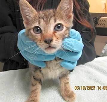 Photo of Yorki