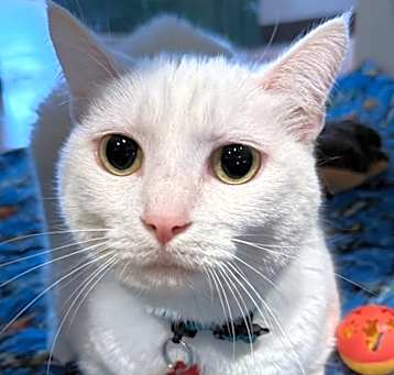 Photo of Eve - AVAILABLE
