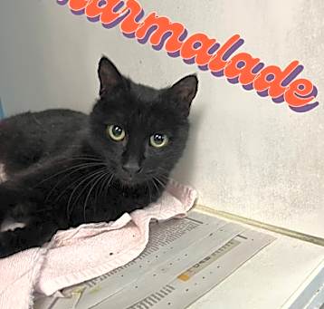 Photo of Marmalade