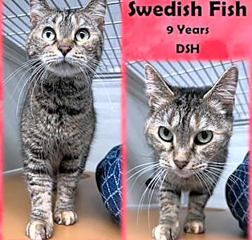 Photo of Swedish Fish