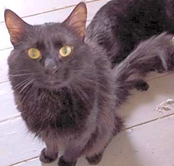Photo of CALLOWAY