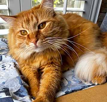 Photo of Punkin