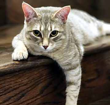 Photo of Maggie