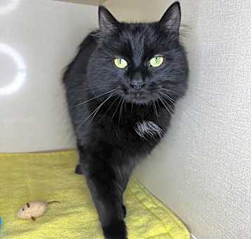Photo of Tarzan