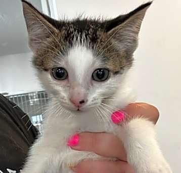 Photo of Bobbie