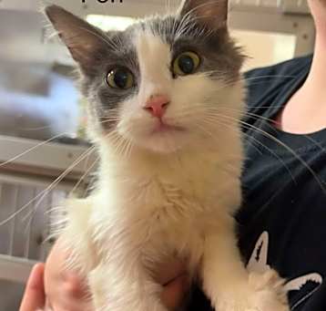Photo of Fen *Meet me at Eagan Petsmart*