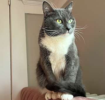 Photo of Kumo