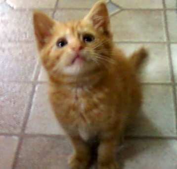Photo of BoPeep