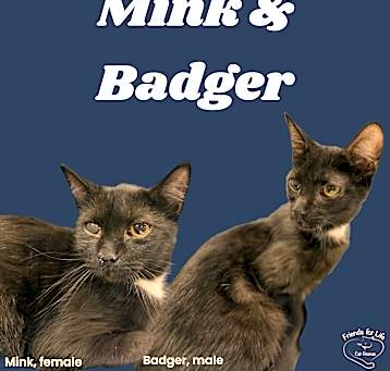 Photo of Mink and Badger